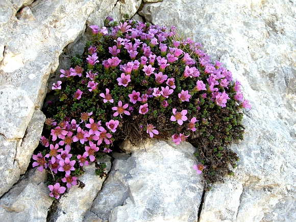 Saxifraga oppositifolia subsp. oppositifolia/ Sassifraga a foglie opposte